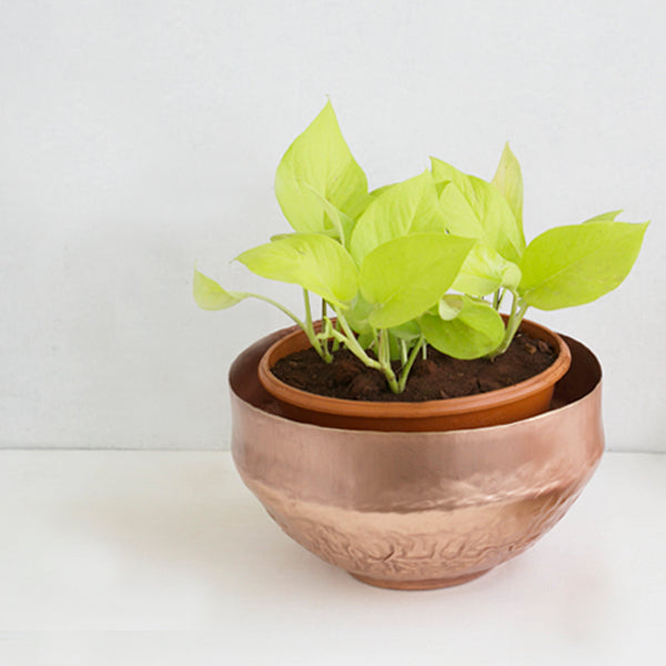 Corner Planter - Studio Coppre